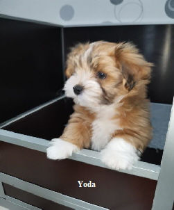 Yoda    