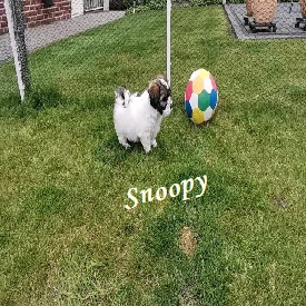 

Snoopy
